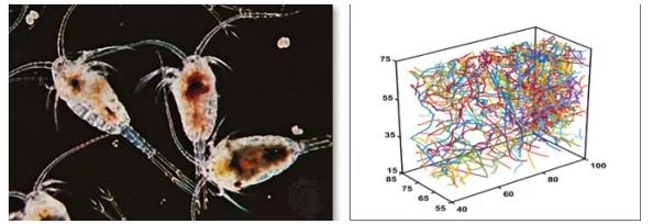 運動分析介紹及其應用 運動分析介紹及其應用